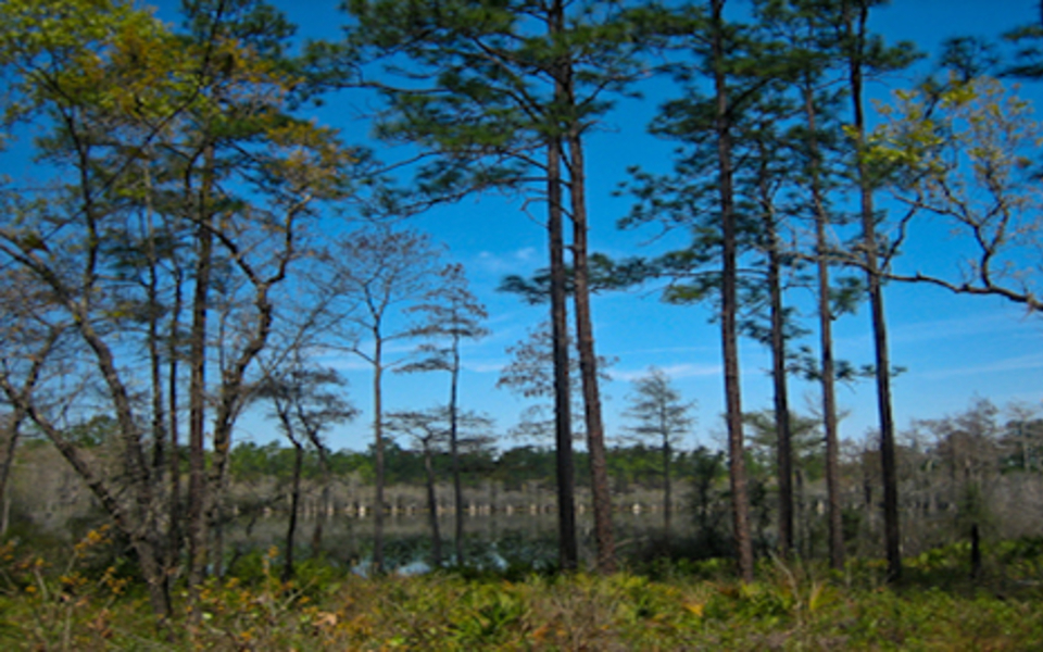 Apalachicola National Forest • Visit Tallahassee