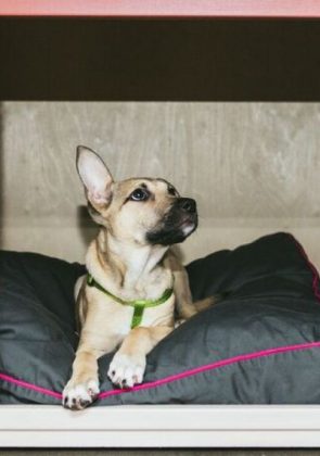 Tallahassee’s Pet-Friendly Hotels and Day Camps