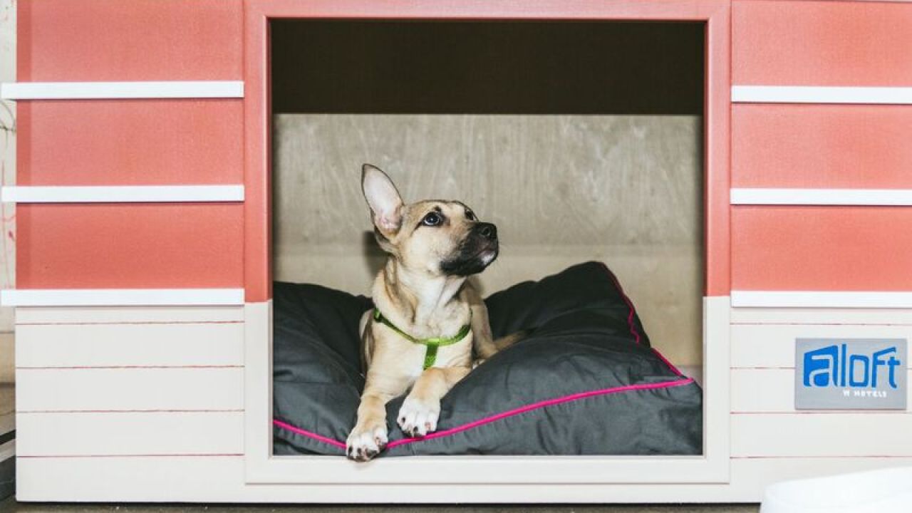 Tallahassee’s PetFriendly Hotels and Day Camps • Visit Tallahassee