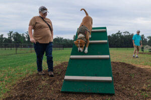 A woman watches her brown and white dog in a camouflage vest carefully descend a green agility A-frame ramp at Apalachee Regional Park (ARP) Dog Park.