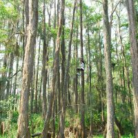 Tallahassee Tree to Tree Zip Line Adventures at the Tallahassee Museum