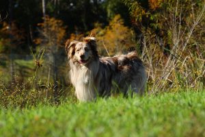 An Australian Shepherd with a red merle coat and long fur stands in a grassy field, enjoying the sun at Bradfordville Dog Park.