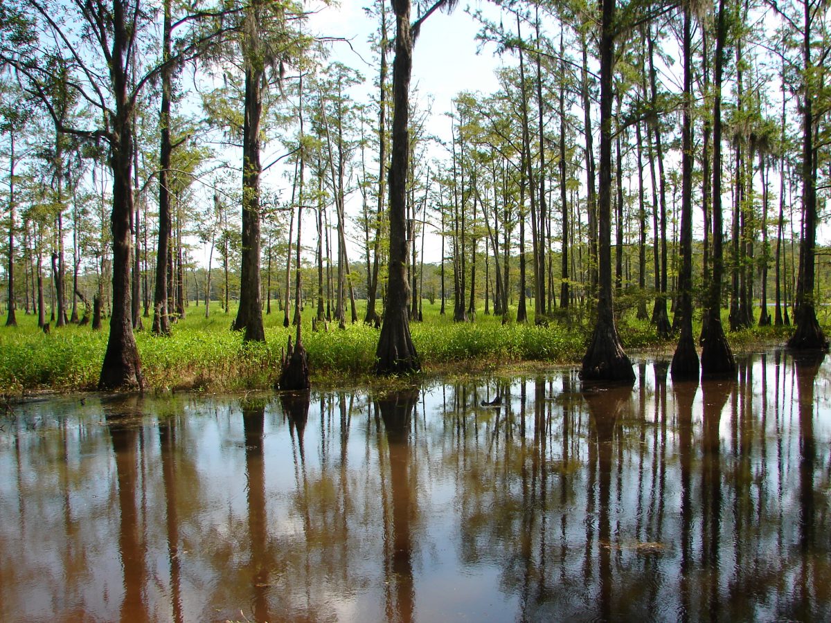 Reeves Landing • Visit Tallahassee