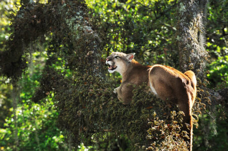 Tallahassee Museum