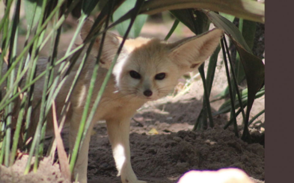 FENNEC FOXES AT THE TALLAHASSEE MUSEUM!