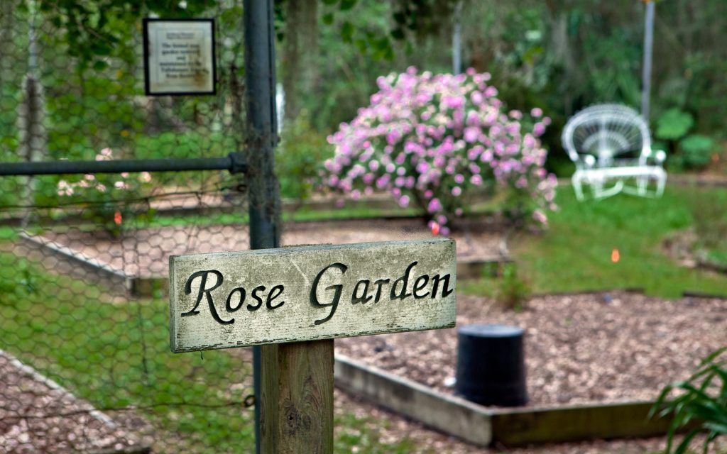 Rose Garden at Goodwood Museum and Gardens