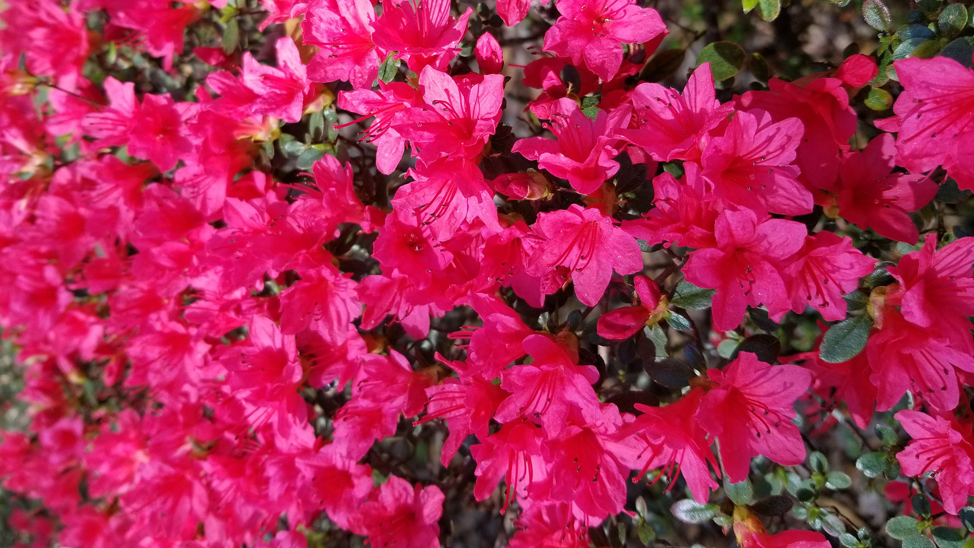 Pink Azaleas in Bloom