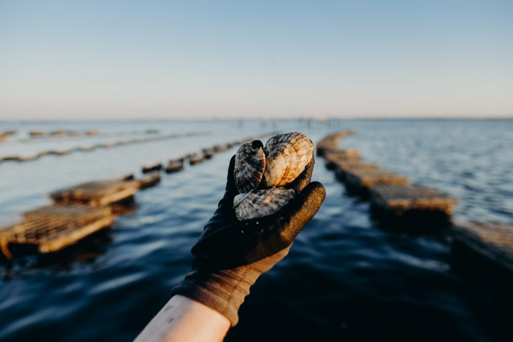 hand holding fresh farmed oyster in the bay