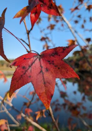 Top 5 Spots for Fall Foliage in Tallahassee