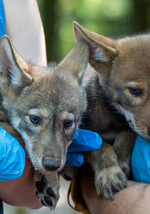 See the New Red Wolf Pups at The Tallahassee Museum
