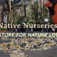 Native Nurseries