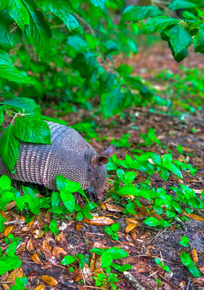 Meet Chip the viral armadillo at the Tallahassee Museum