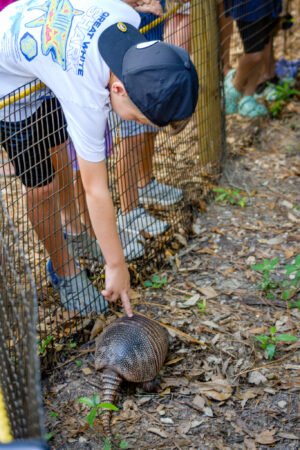 Chip, the armadillo from the Tallahassee Museum