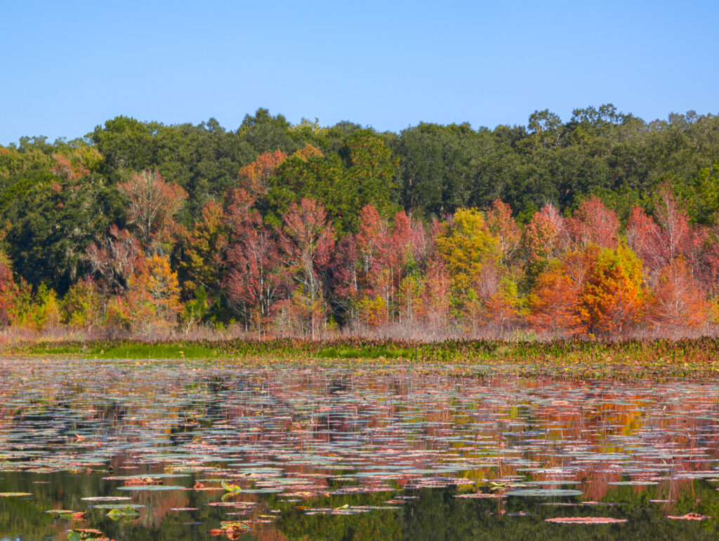 Debbie Lightsey Nature Park