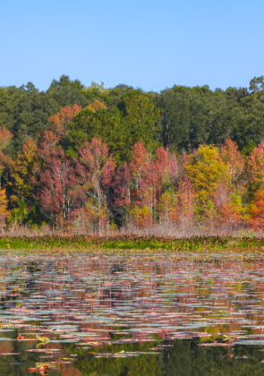 Top 5 Spots for Fall Foliage in Tallahassee