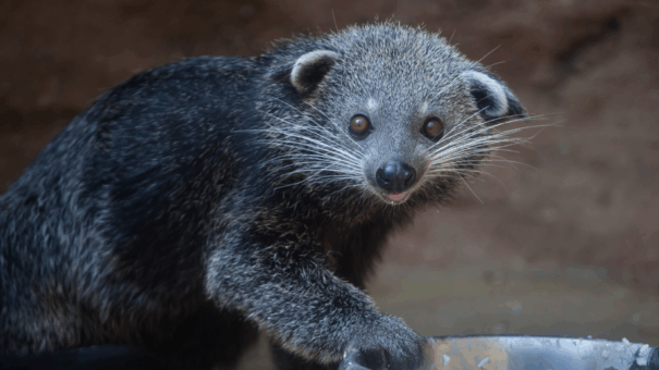 Close-up view of a binturong at the Tallahassee Museum, showing its long whiskers and thick fur. These rare mammals are known for smelling like buttered popcorn and are native to rainforests.