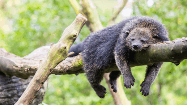 A Southeast Asian binturong hanging from a tree branch using its strong prehensile tail to navigate the canopy. This tree-dwelling mammal is featured in the new guest animal exhibit at the Tallahassee Museum.