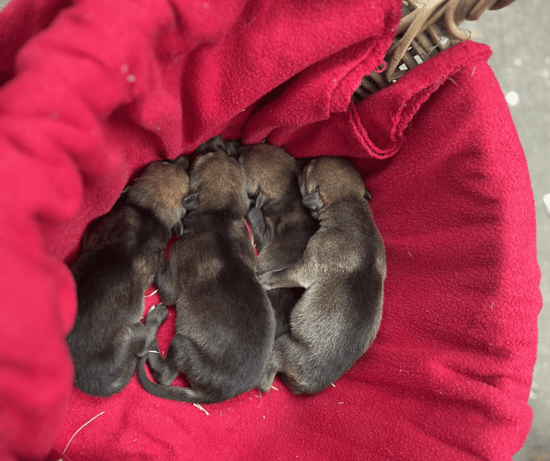 Four red wolf puppies huddled together during an early health assessment as part of ongoing red wolf conservation efforts.