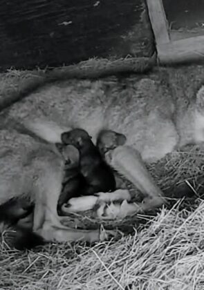 Rare Red Wolf Puppies Born at the Tallahassee Museum