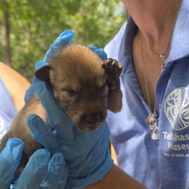 Newborn red wolf puppy receiving a veterinary examination at the Tallahassee Museum's red wolf habitat.