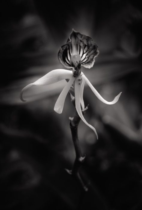 America’s Everglades: Through the Lens of Clyde Butcher